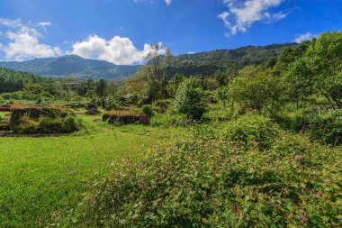 beautyful ağaç yosun