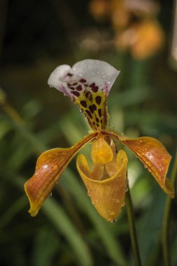 Güzellik Mount görünümü