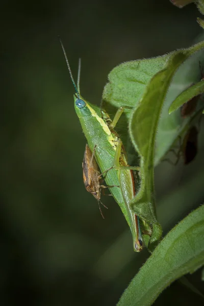 O gafanhoto de beleza — Fotografia de Stock