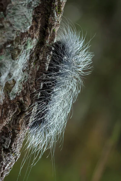 Krásy Worms — Stock fotografie