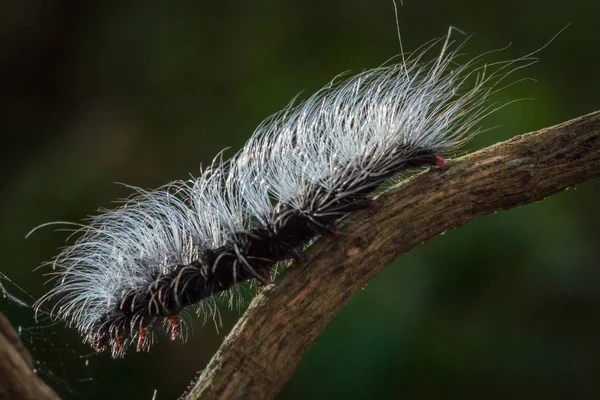 Die Schönheitswürmer — Stockfoto