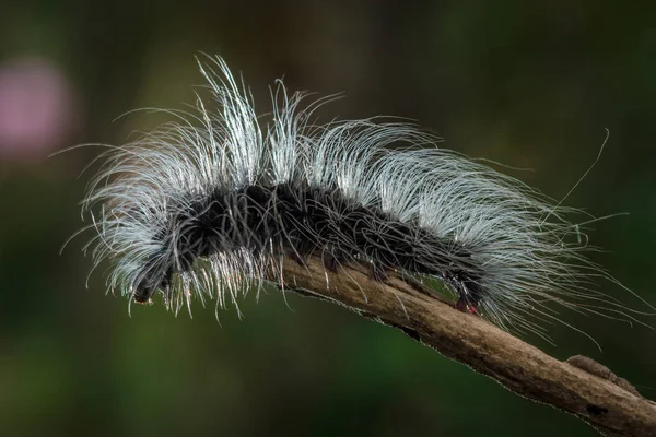 The beauty Worms — Stock Photo, Image