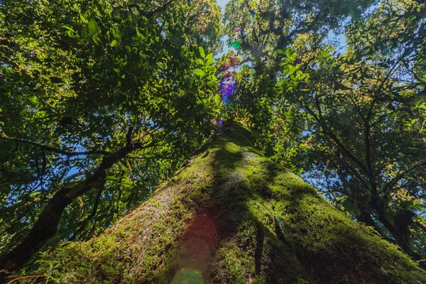 O musgo das árvores belíssimas — Fotografia de Stock