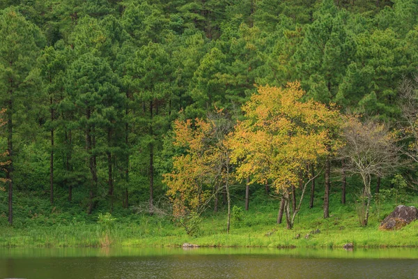 O musgo das árvores belíssimas — Fotografia de Stock