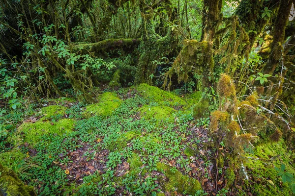 O musgo das árvores — Fotografia de Stock