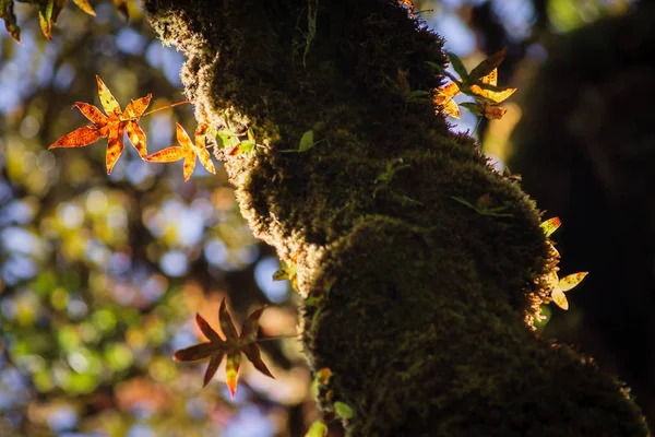 O musgo das árvores — Fotografia de Stock