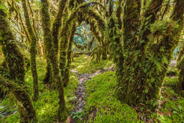 O musgo das árvores — Fotografia de Stock