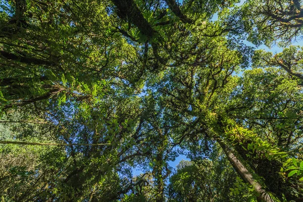 El musgo del árbol — Foto de Stock