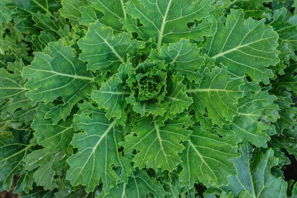녹색 야채 — 스톡 사진