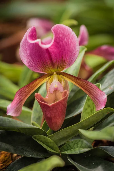 De schitterende Orchidee — Stockfoto