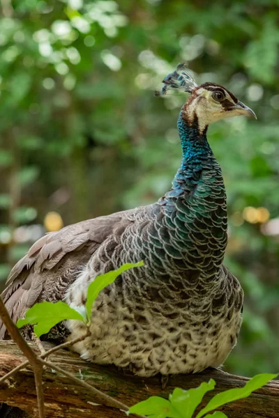 Federpapagei Natur Waldgeflügel — Stockfoto