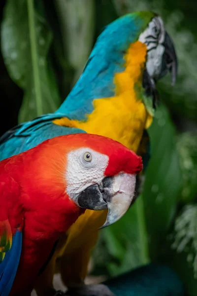 Federpapagei Natur Waldgeflügel — Stockfoto