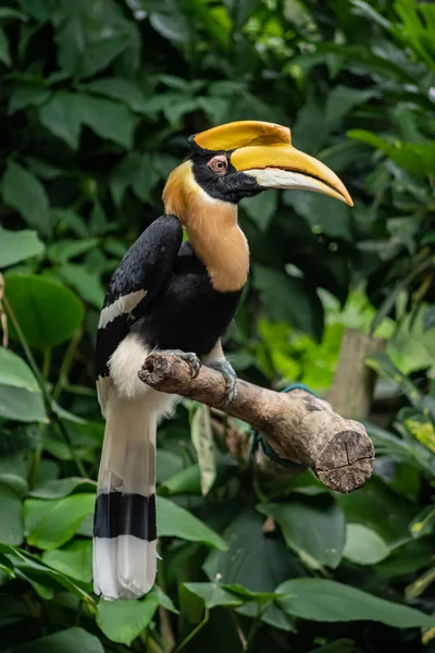 Veren papegaai natuur bos pluimvee Stockfoto