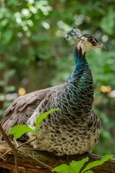 Tüylü papağan doğa orman tavukları Telifsiz Stok Fotoğraflar