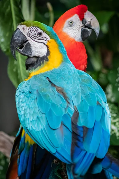 Φτερό παπαγάλος φύση δάσος πουλερικά Εικόνα Αρχείου