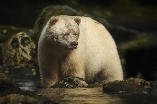 Mysterieuze Geest Beer Van Great Bear Rainforest Canada — Stockfoto