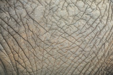 Fil yakın kadar cilt.