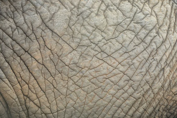 Elephant Skin Close — Stock Photo, Image