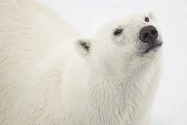 Polar Bear Portret Close — Stockfoto