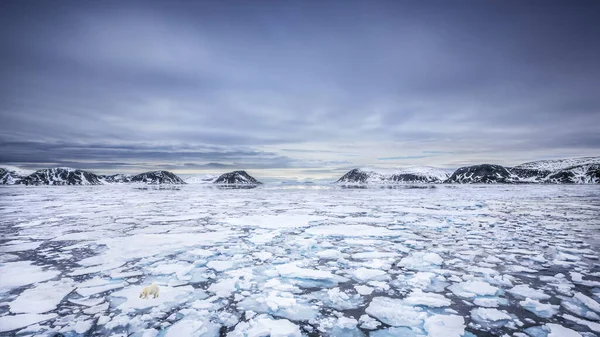 Widok Krajobraz Arcydzieła Niedźwiedziem Polarnym — Zdjęcie stockowe