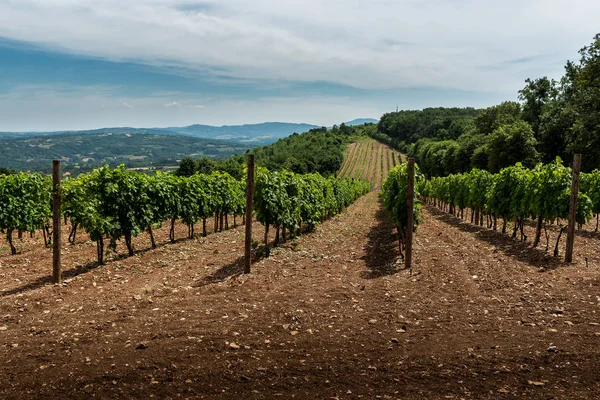 Krajina s vinicemi a kopce — Stock fotografie