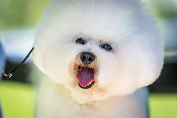 Bichon Frise pronto per lo spettacolo — Foto Stock