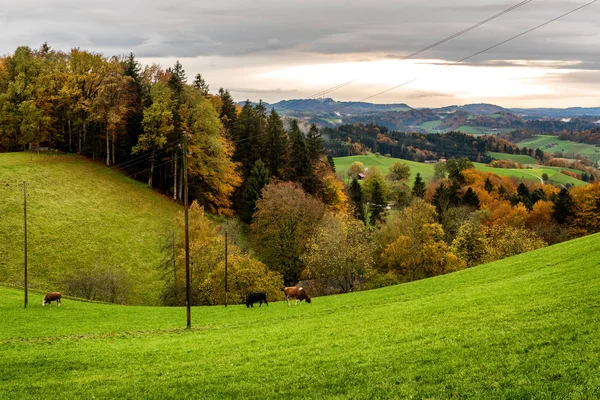 Rural landscape in Emmental valley in  Switzerland with grazing fields and a farm