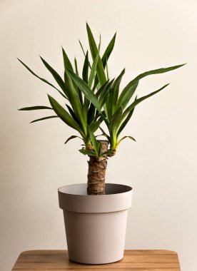 Yucca Cane bitkisi, beyaz arka planda bir tencereye yakın çekim yapıyor. Evde Yucca nakli.