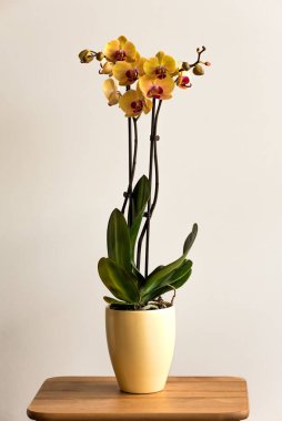 Pembe ve sarı Phalaenopsis çiçekli güzel tropikal egzotik orkide.