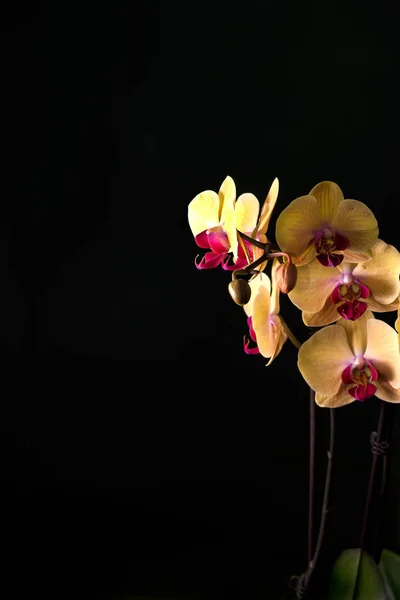 Красивые Тропические Экзотические Орхидеи Розовым Желтым Мотыльком Фаленопсис Цветы Кастрюле — стоковое фото