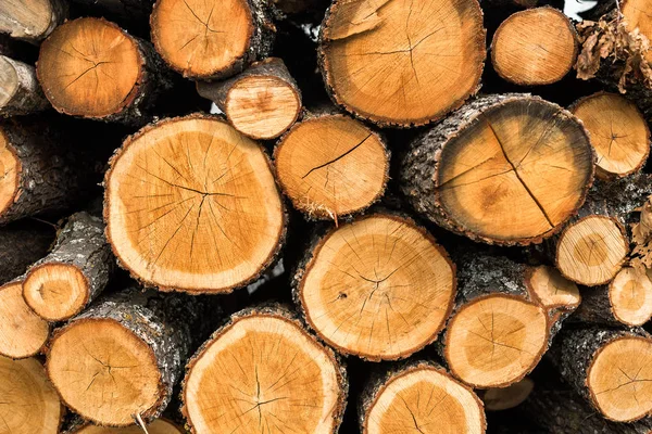 Dřevěné Klády Prodej Použití Krbu Doma Uskladněné Lesních Dřevinách Zelená — Stock fotografie
