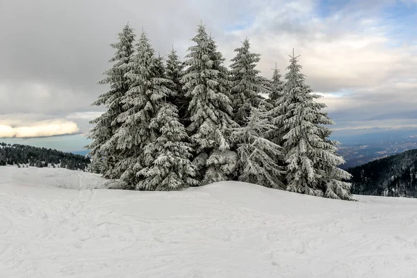 Impressionante Paisagem Inverno Com Peles Cobertas Neve Dia Montanha Gelado — Fotografia de Stock