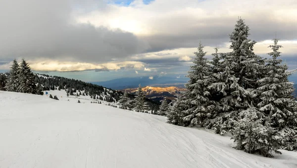 Impressionante Paisagem Inverno Com Peles Cobertas Neve Dia Montanha Gelado — Fotografia de Stock