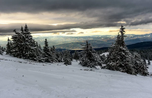 Φοβερό Χειμερινό Τοπίο Γούνες Καλυμμένες Χιόνι Παγωμένη Μέρα Στο Βουνό — Φωτογραφία Αρχείου