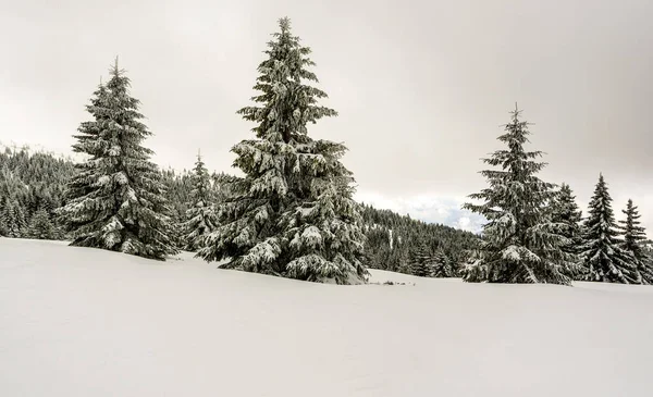 Φοβερό Χειμερινό Τοπίο Γούνες Καλυμμένες Χιόνι Παγωμένη Μέρα Στο Βουνό — Φωτογραφία Αρχείου