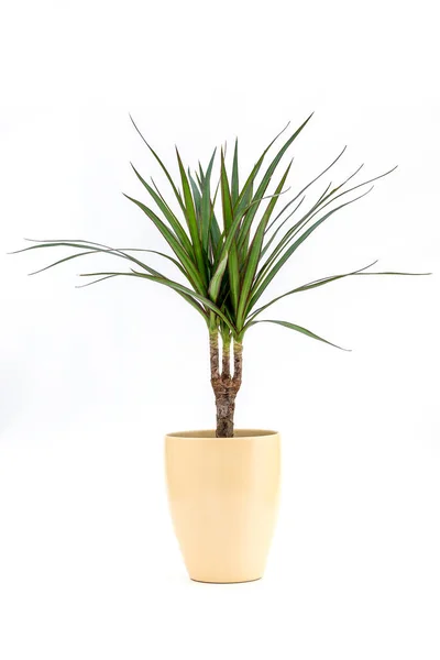 Dracena Marginata Dragon Tree Plant Houseplant Vaso Flores Sobre Fundo — Fotografia de Stock