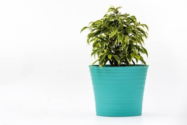 Ficus Kinky Houseplant çiçek saksısında beyaz arka planda. Tencereye bitki koy. Ficus Kinky ağacı beyaz arkaplanda izole edildi