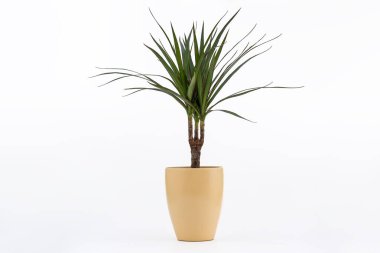 Dracena Marginata ya da Ejderha Ağacı Bitkisi beyaz arka planda saksıda saksı. Tencereye bitki koy. Dracena Marginata beyaz arkaplanda izole edildi
