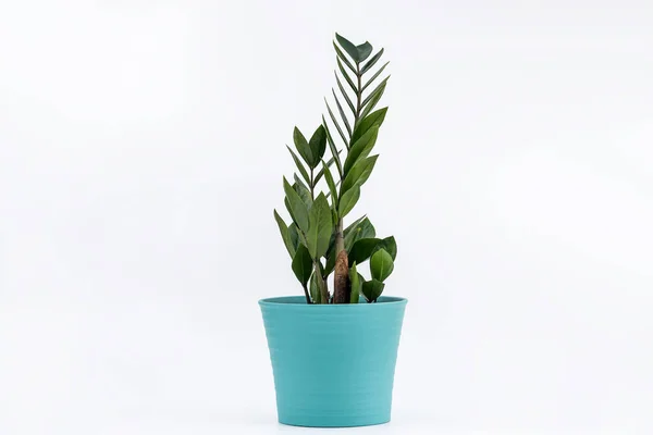 Zanzibar Gem Zamiokulkas Zamia Houseplant Vaso Flores Sobre Fundo Branco — Fotografia de Stock