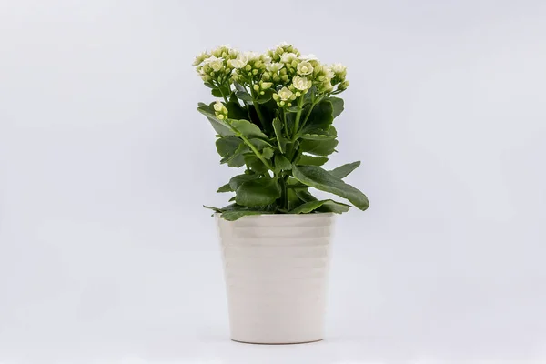 用白色的花朵在一个被白色背景隔离的罐子里燃着的凯蒂植物 — 图库照片