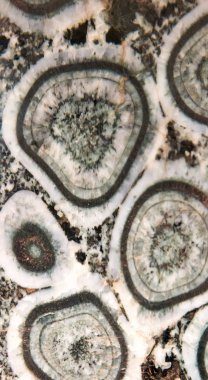 Üzerinden orbicular diorite