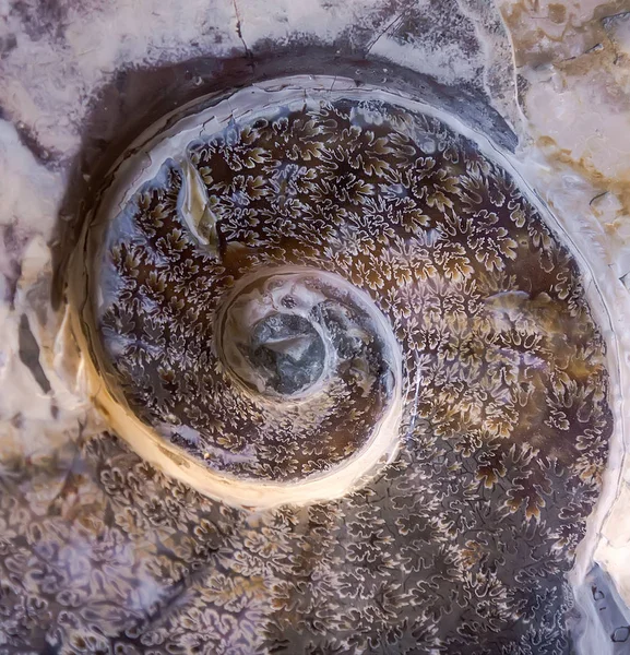 Detail of Ammonite fossil — Stock Photo, Image