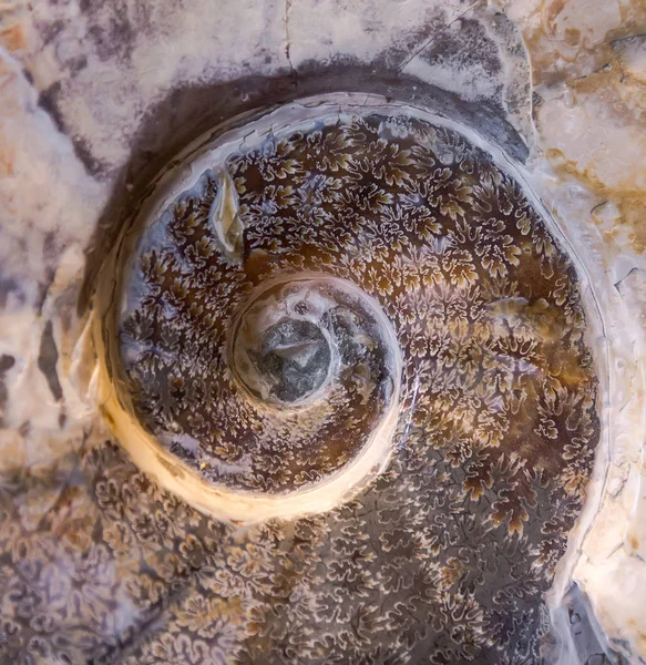 Detail of Ammonite fossil — Stock Photo, Image