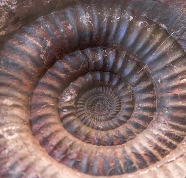 Detail of Ammonite fossil — Stock Photo, Image