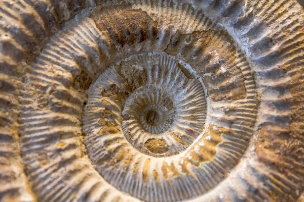 Detail eines Ammoniten-Fossils — Stockfoto