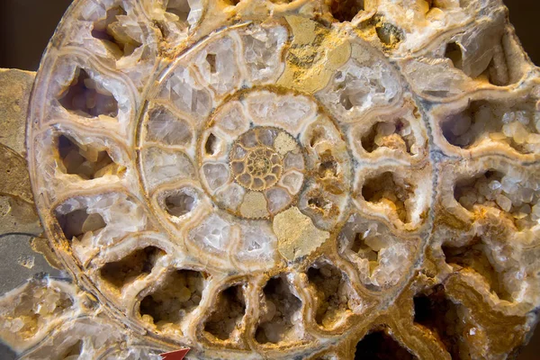 Detail z Ammonite fosilních — Stock fotografie