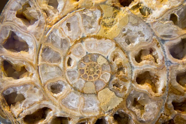 Detail z Ammonite fosilních — Stock fotografie
