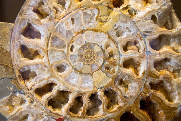 Ammoniteszek fosszilis részlete — Stock Fotó
