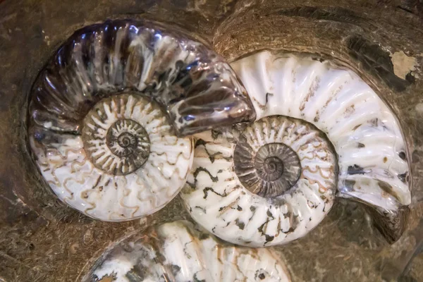 Detail z Ammonite fosilních — Stock fotografie