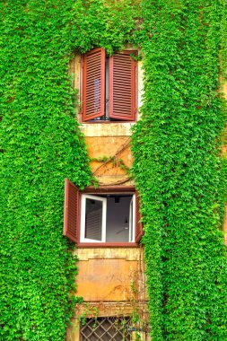 Roma'da, Ivy tarafından örtülü bir eski bina cephe.